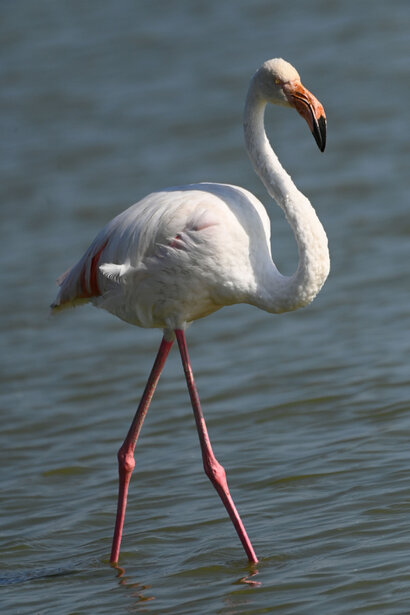 Flamant rose - Phoenicopterus roseus - Greater Flamingo (1).jpg