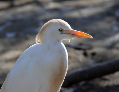 Héron garde-bœufs - Bubulcus ibis - Western Cattle Egret (5).jpg