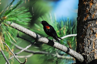 Carouge à épaulettes-Agelaius phoeniceus-Red-winged Blackbird (45).JPG