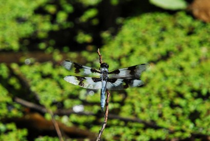 Eight-spotted Skimmer-Libellula forensis (9).JPG