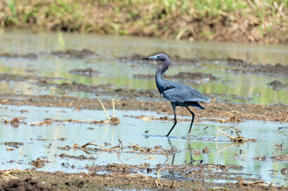 Aigrette bleue - Egretta caerulea - Garza Azul - Little Blue Heron (1).jpg