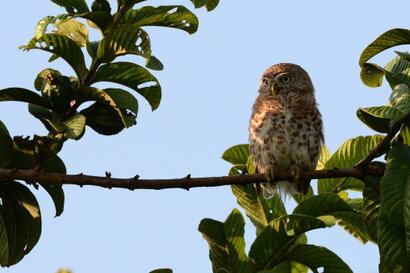 Chevêchette de Cuba-Glaucidium siju-Siju platanero-Cuba pygmy Ow (20).jpg