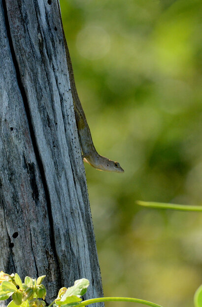 Cuban brown Anole-Anolis sagrei (1).jpg