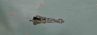 Cuban crocodile -Crocodylus rhombifer (2).jpg