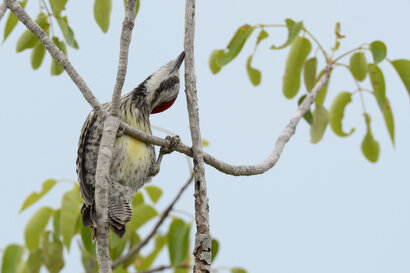 Pic poignardé-Xiphidiopicus percussus-Cuban Green Woodpecker (4).jpg