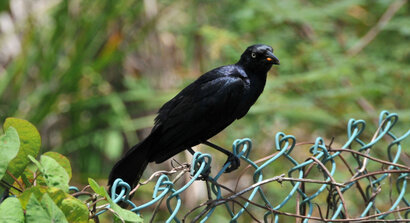 Quiscale noir - Quiscalus niger - Chicinguaco - Greater Antillean Grackle (1 (16).jpg
