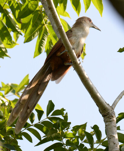 Tacco de Cuba-Coccyzus merlini-Arriero-Great Lizard Cuckoo (17).jpg