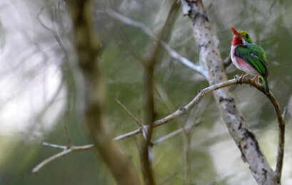 Todier de Cuba-Todus multicolor-Cartacuba-Cuban Tody (11).jpg