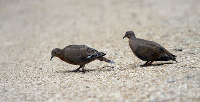 Tourterelle triste - Zenaida macroura - Paloma Rabiche - Mourning Dove (6).jpg