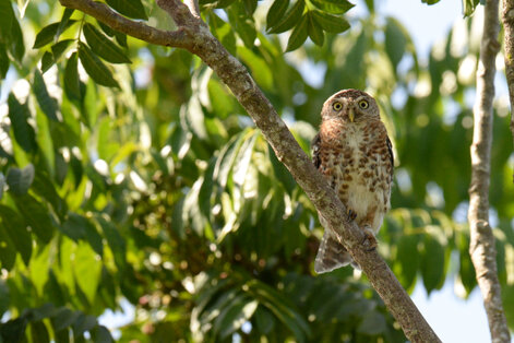 Chevêchette de Cuba-Glaucidium siju-Siju platanero-Cuba pygmy Ow (35).jpg