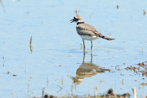 Gravelot kildir - Charadrius vociferus - Titere Sabanero - Killdeer (25).jpg