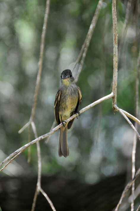 Moucherolle tête-fou-Contopus caribaeus-Bobito Chico-Cuban Pewee (24).jpg