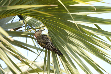 Pic à sourcils noirs - Melanerpes superciliaris - West Indian Woodpecker (57).jpg
