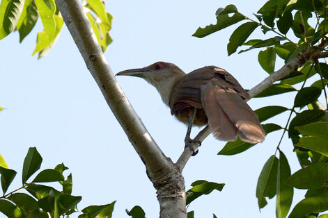 Tacco de Cuba-Coccyzus merlini-Arriero-Great Lizard Cuckoo (22).jpg