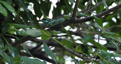 Cuban knight anole-Anolis equestris (4).jpg