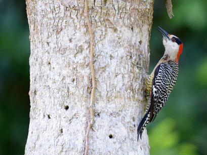 Pic à sourcils noirs - Melanerpes superciliaris - West Indian Woodpecker (42).jpg