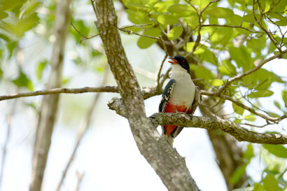 Trogon de Cuba - Priotelus temnurus - Cuban Trogon (2).jpg