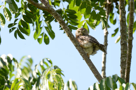 Chevêchette de Cuba-Glaucidium siju-Siju platanero-Cuba pygmy Ow (48).jpg