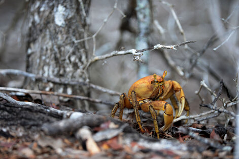 Crabe de terre-Cardisoma guanhumi (3).jpg