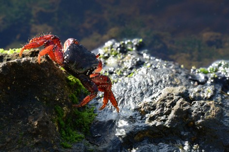 Crabe rouge-Gecarcinus ruricola (2).JPG
