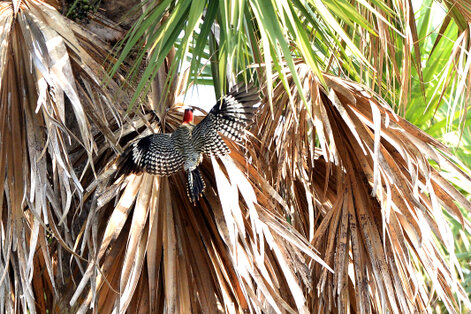 Pic à sourcils noirs - Melanerpes superciliaris - West Indian Woodpecker (62).jpg
