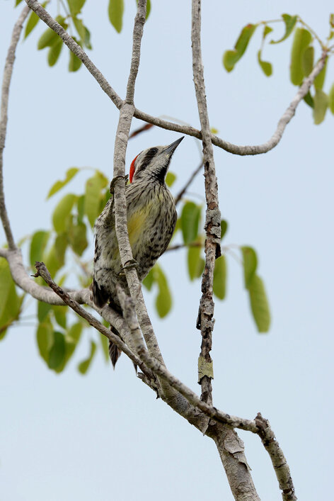 Pic poignardé-Xiphidiopicus percussus-Cuban Green Woodpecker (1).jpg