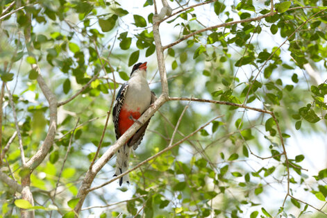 Trogon de Cuba - Priotelus temnurus - Cuban Trogon (3).jpg