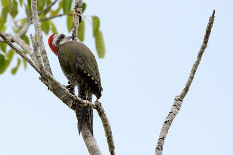Pic poignardé - Xiphidiopicus percussus - Carpintero Verde - Cuban Green Woodpecker 6.jpg