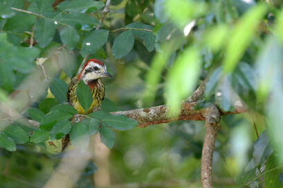 Pic poignardé - Xiphidiopicus percussus - Carpintero Verde - Cuban Green Woodpecker.jpg