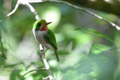 Todier de Cuba - Todus multicolor - Cartacuba - Cuban Tody 6 (2).jpg