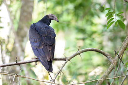 Urubu à tête rouge - Cathartes aura- Aura Tiñosa - Turkey Vulture 6.jpg
