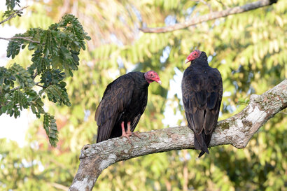Urubu à tête rouge - Cathartes aura- Aura Tiñosa - Turkey Vulture.jpg