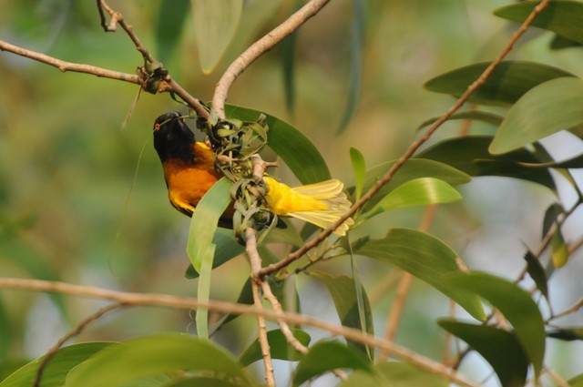 Tisserin gendarme-Ploceus cucullatus-Village Weaver (425).JPG