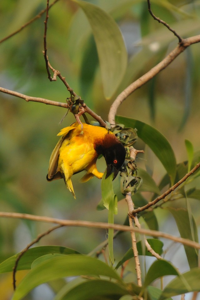 Tisserin gendarme-Ploceus cucullatus-Village Weaver (456).JPG