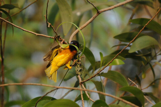 Tisserin gendarme-Ploceus cucullatus-Village Weaver (513).jpg