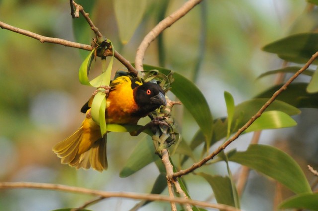 Tisserin gendarme-Ploceus cucullatus-Village Weaver (534).JPG