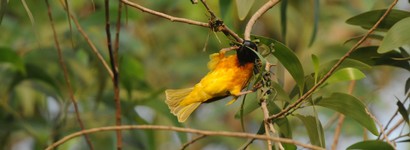 Tisserin gendarme-Ploceus cucullatus-Village Weaver (318).JPG
