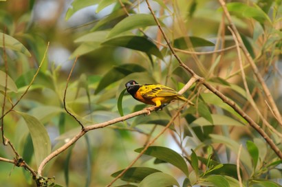 Tisserin gendarme-Ploceus cucullatus-Village Weaver (414).JPG
