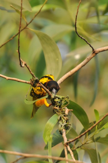 Tisserin gendarme-Ploceus cucullatus-Village Weaver (417).JPG