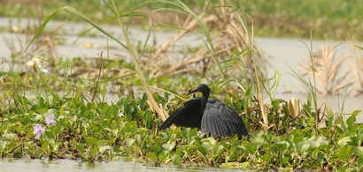 Aigrette ardoisée-Egretta ardesiaca-Black Heron (36).JPG