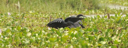 Aigrette ardoisée-Egretta ardesiaca-Black Heron (57).JPG