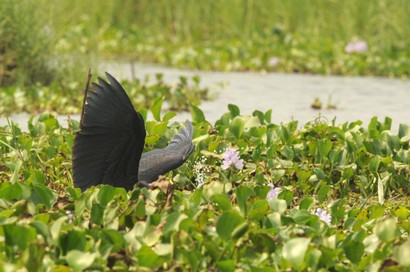 Aigrette ardoisée-Egretta ardesiaca-Black Heron (59).JPG