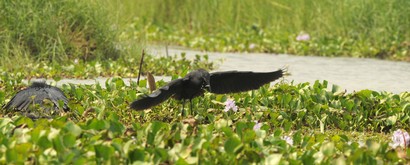 Aigrette ardoisée-Egretta ardesiaca-Black Heron (61).JPG