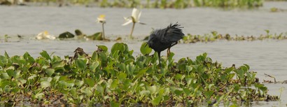 Aigrette ardoisée-Egretta ardesiaca-Black Heron (68).JPG