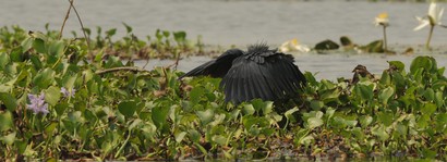 Aigrette ardoisée-Egretta ardesiaca-Black Heron (73).JPG