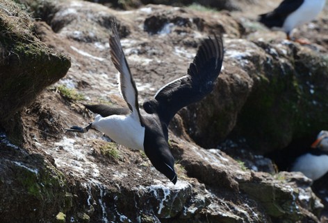 Pingouin torda - Alca torda - Razorbill (2).jpg