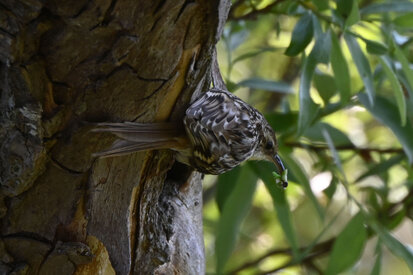 Grimpereau des bois-Certhia familiaris-Eurasian Treecreeper (207).jpg