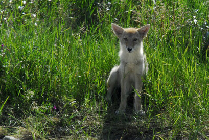 Coyote-Canis latrans-Coyote (7).jpg