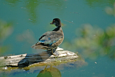 Canard carolin-Aix sponsa-Wood Duck (1).jpg
