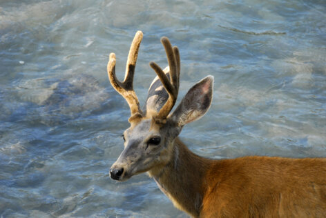 Cerf mulet-Cerf hémione-Cerf à queue noire-Odocoileus hemionus-Mule deer (17).jpg